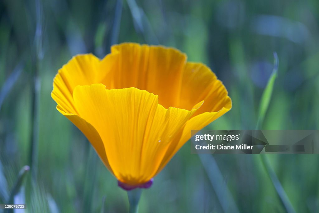 California poppy, Eschscholzia californica