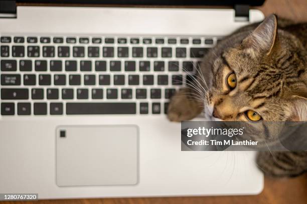 lap cat - cat keyboard stock pictures, royalty-free photos & images