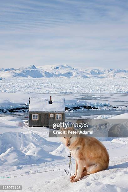huskies, tiniteqilaaq in winter, e. greenland - kalaallit nunaat stock pictures, royalty-free photos & images