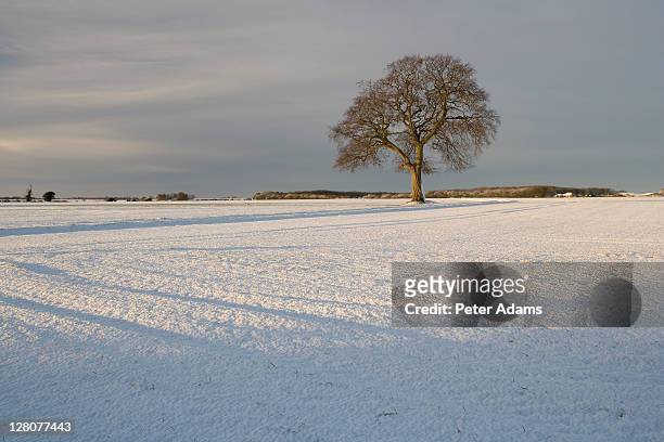 winter tree, cotswolds, gloucestershire, england, uk - gloucestershire stock pictures, royalty-free photos & images