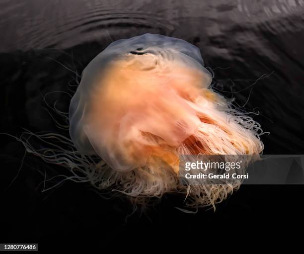 lion's mane jellyfish, cyanea capillata,  prince william sound, alaska, scyphozoa, semaeostomeae, cyaneidae, large orange brown jellyfish, many tentacles. - lions mane jellyfish stock pictures, royalty-free photos & images