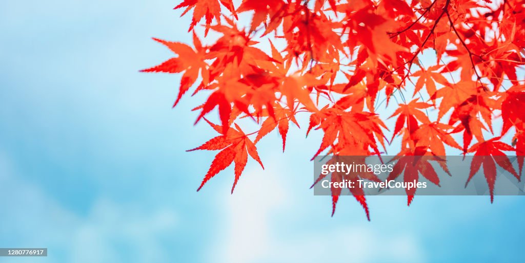 Autumn colors in Tokyo, Japan, Beautiful autumn maple leaves in sunlight. Autumn forest natural landscape.