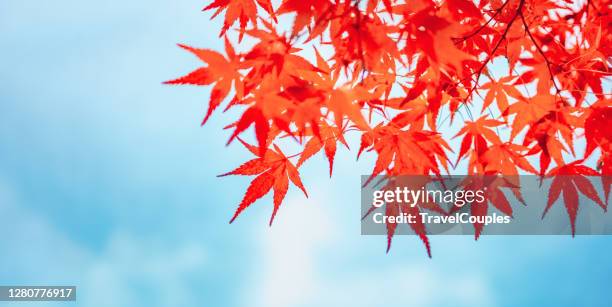 autumn colors in tokyo, japan, beautiful autumn maple leaves in sunlight. autumn forest natural landscape. - maple leaf stock pictures, royalty-free photos & images