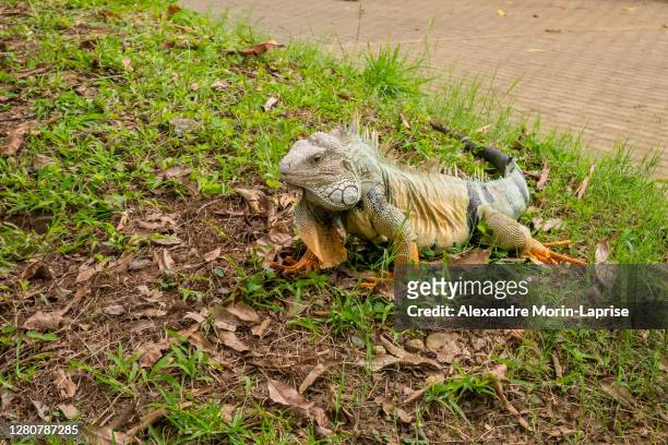 green iguana with yellow paws is walking in the grass in medellin, colombia - pointed foot stock pictures, royalty-free photos & images
