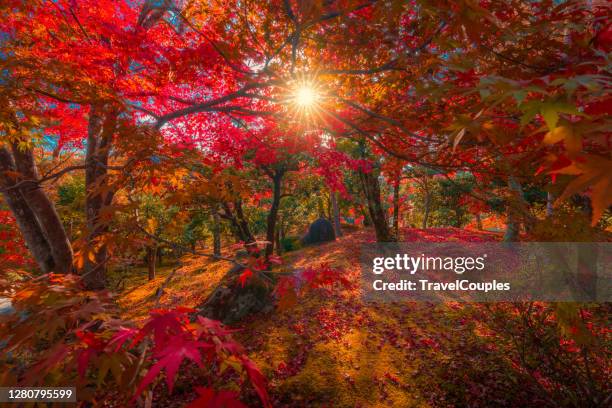 November Outside November Fall Photos and Premium High Res Pictures - Getty Images