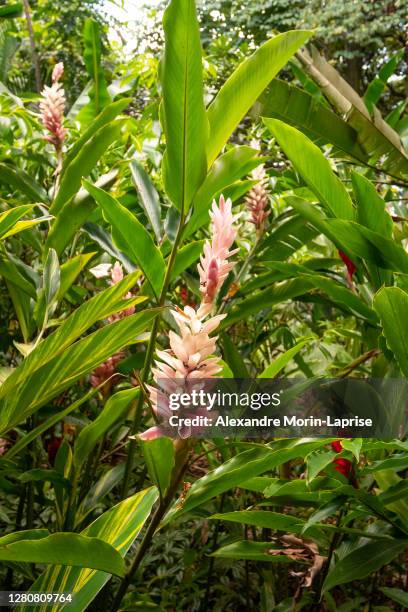 red ginger, also called ostrich plume and pink cone ginger (alpinia purpurata), pink flower in a garden in medellin, colombia - ginger plant imagens e fotografias de stock