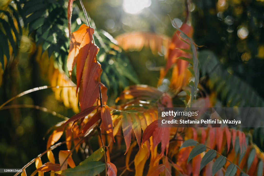 Autumnal sunbeam peeking from sumac trees leaves