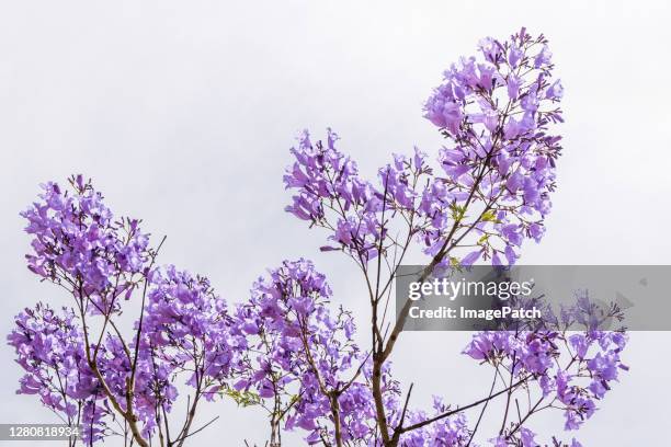 purple flowers of the jacaranda tree - ジャカランダの木 ストックフォトと画像