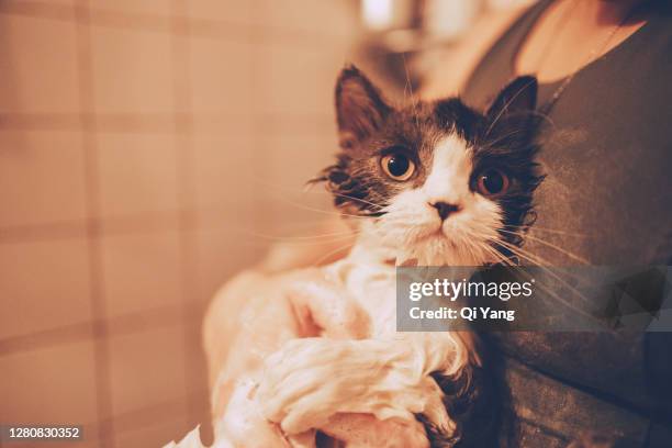 cat bathing - angry wet cat stock pictures, royalty-free photos & images