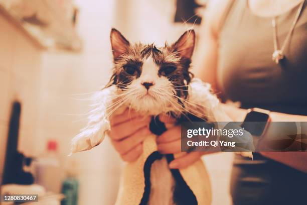 the owner is holding a kitten that has just taken a bath - angry wet cat stock pictures, royalty-free photos & images