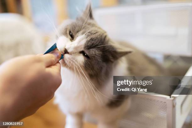 the owner feeds cat food to the kitten - munchkin cat bildbanksfoton och bilder