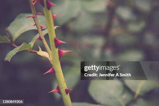 Thorns Thorns