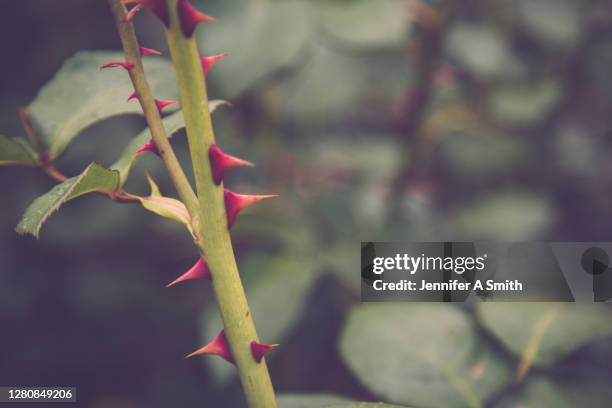 thorns - thorn stockfoto's en -beelden