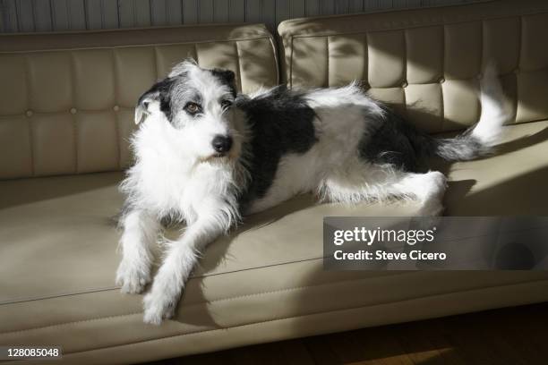 dog on couch - lurcher fotografías e imágenes de stock