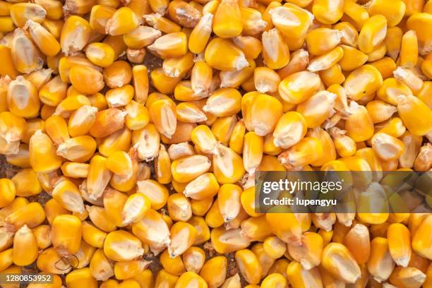 corn kernels - corn kernel stock-fotos und bilder