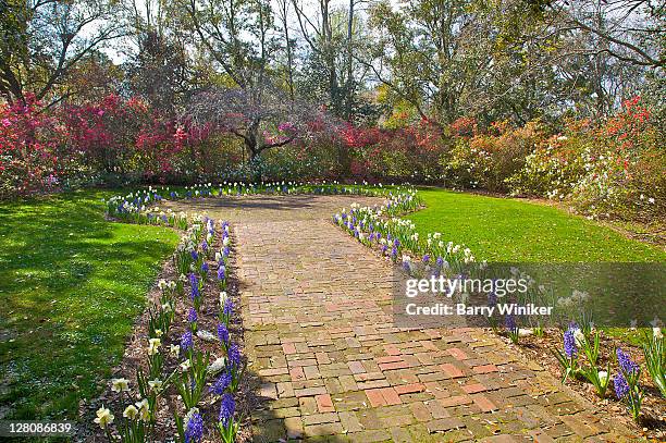 brick path with hyacinths and azaleas, bellingrath gardens, mobile area (theodore), alabama - mobile alabama stock pictures, royalty-free photos & images