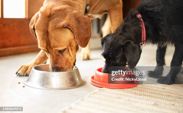 twee honden die samen van hun voedselkommen eten - feeding stockfoto's en -beelden