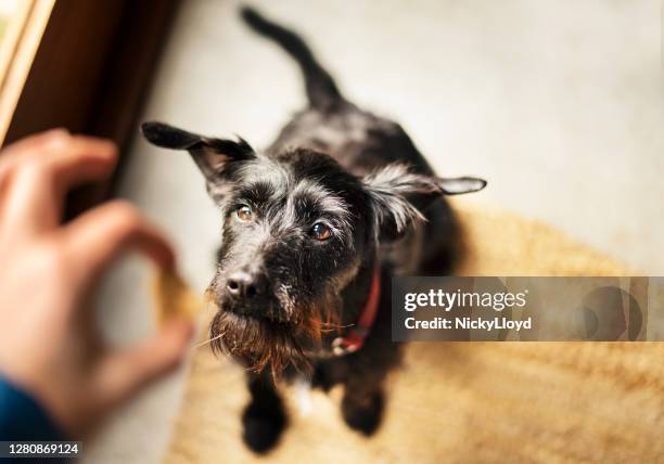 donna che nutre il suo simpatico cane uno spuntino per animali domestici a casa - feeding foto e immagini stock