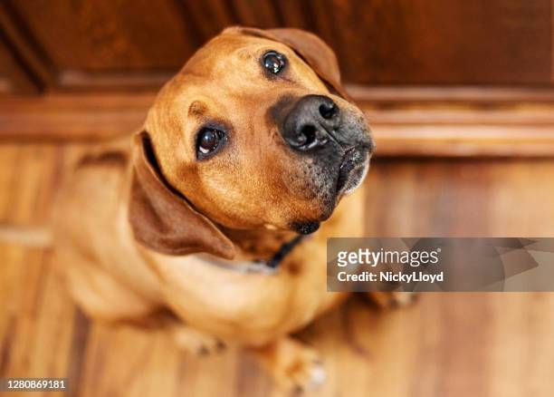 hund schaut auf, während er zu hause auf dem boden sitzt - rhodesian ridgeback stock-fotos und bilder