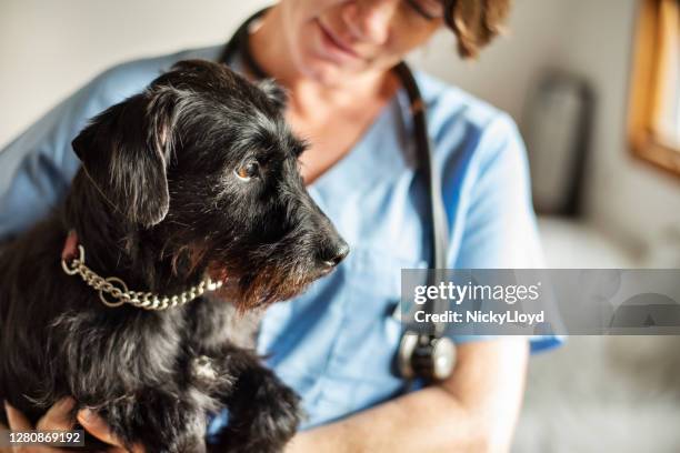 veterinaria mujer sosteniendo a un perrito en sus brazos - schnauzer fotografías e imágenes de stock