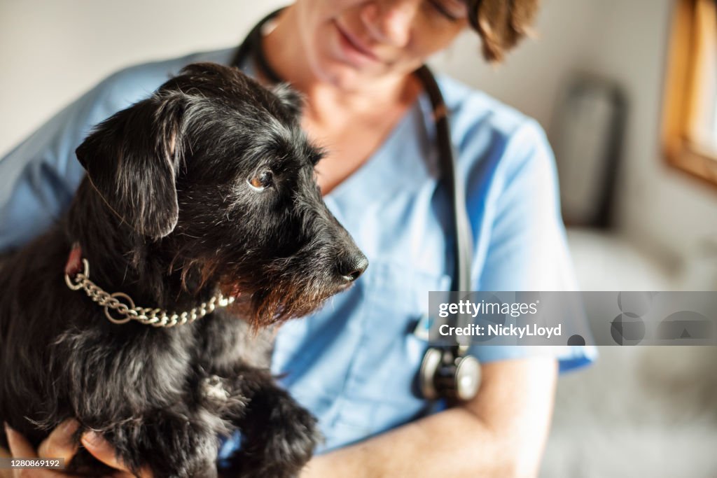 Veterinaria donna che tiene tra le braccia un cagnolino