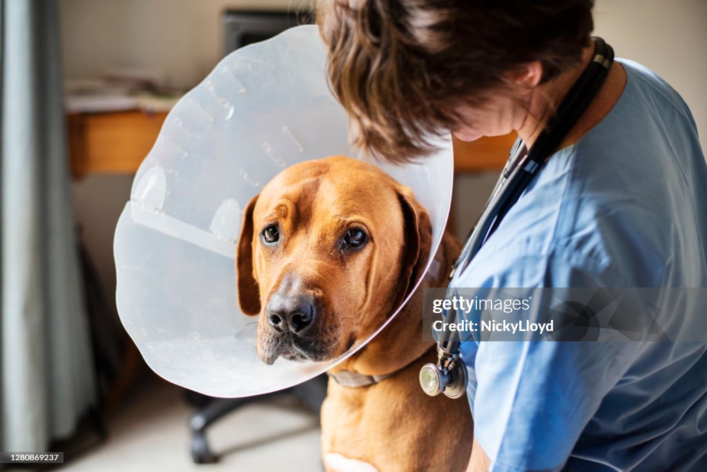 Vet Slacking Sad Dog Sitting With A Vet And Wearing A Protective Collar Around His ...