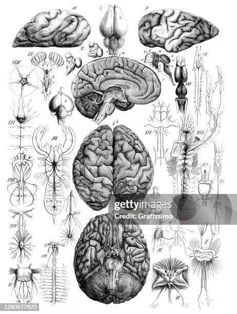 Human Brain Description With Neuron 1860 Illustration High-Res