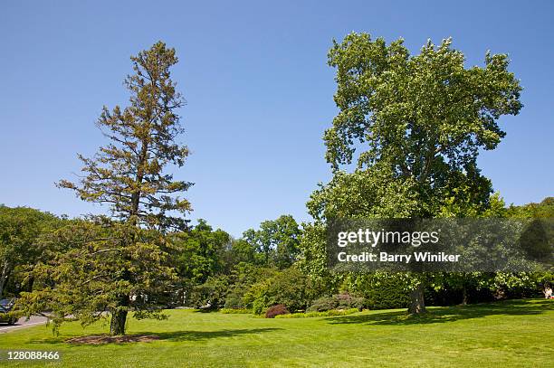 trees on village green at stony brook village center, stony brook, ny - stony brook stock pictures, royalty-free photos & images