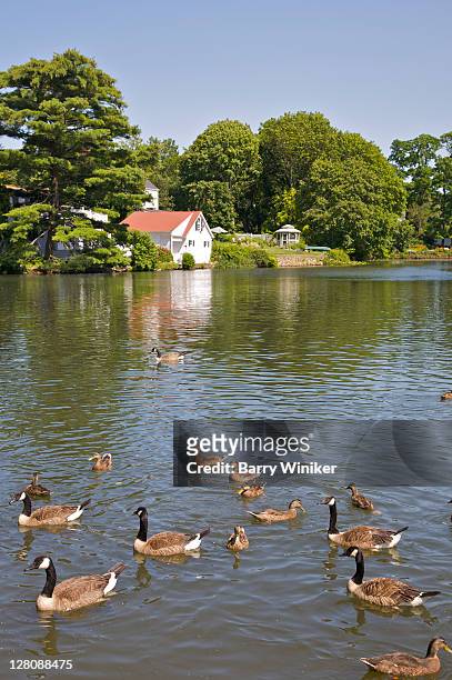 mill pond with ducks, rte. 25a, stony brook, ny, u.s.a. - stony brook stock pictures, royalty-free photos & images