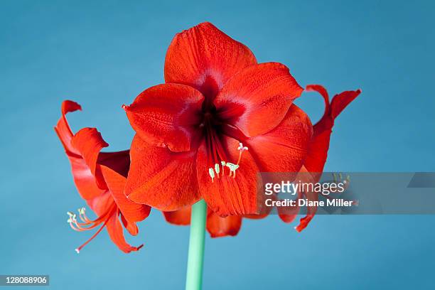 amaryllis flower - amaryllis fotografías e imágenes de stock