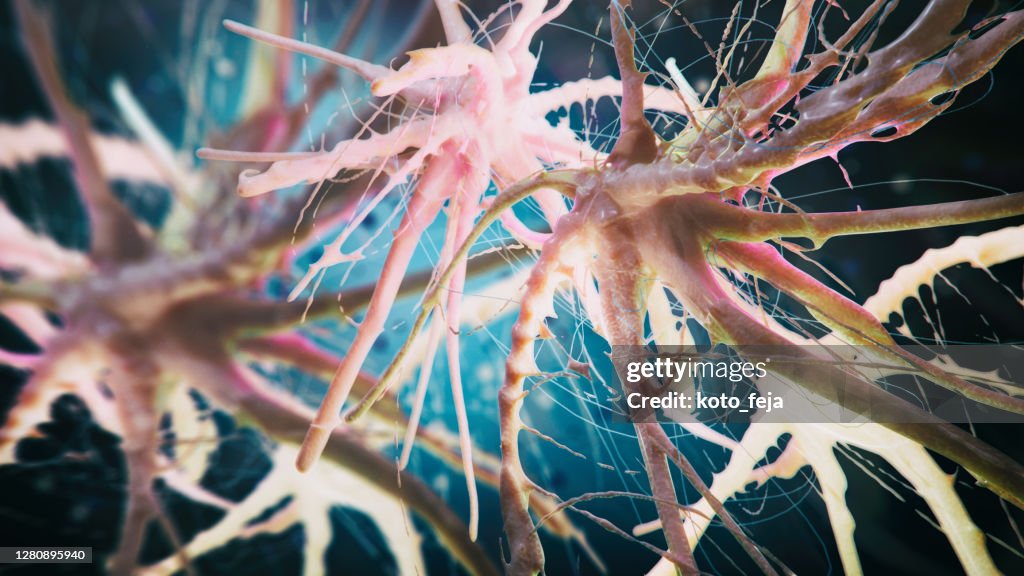 Neuron cell close-up view