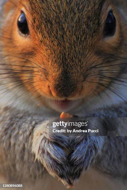 a grey squirrel in london, united kingdom - kingdom of sweets stock pictures, royalty-free photos & images