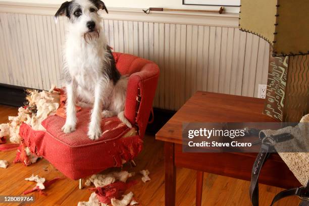 mischievous dog sitting on torn furniture - ruine stock-fotos und bilder