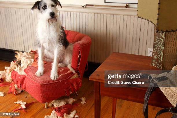 mischievous dog sitting on torn furniture - sorry funny stock pictures, royalty-free photos & images