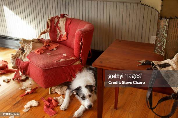 mischievous dog sitting next torn furniture - distruzione foto e immagini stock