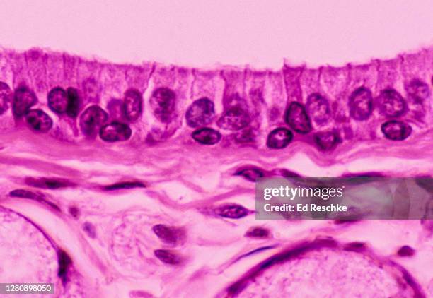 stratified columnar epithelium, duct of the sublingual salivary gland, 250x - simple columnar epithelial cell ストックフォトと画像