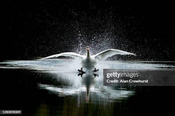 Swan lands in the lake in the centre of the course at Kempton Park Racecourse on October 18, 2020 in Sunbury, England. Owners are allowed to attend...