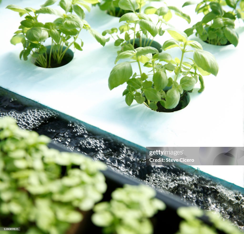 Basil growing in hydroponic greenhouse