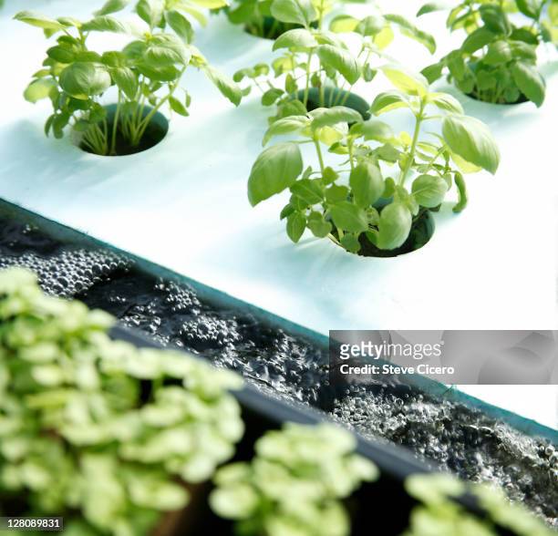 basil growing in hydroponic greenhouse - hydroponics stock pictures, royalty-free photos & images