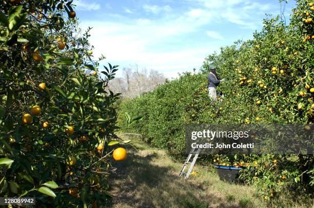 orange picker in grove, immokalee, florida - orange orchard stock pictures, royalty-free photos & images