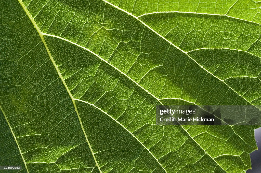 Close-up of a sunlit grape leaf
