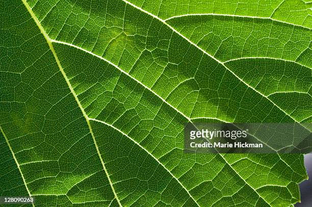 close-up of a sunlit grape leaf - grape leaf stock pictures, royalty-free photos & images