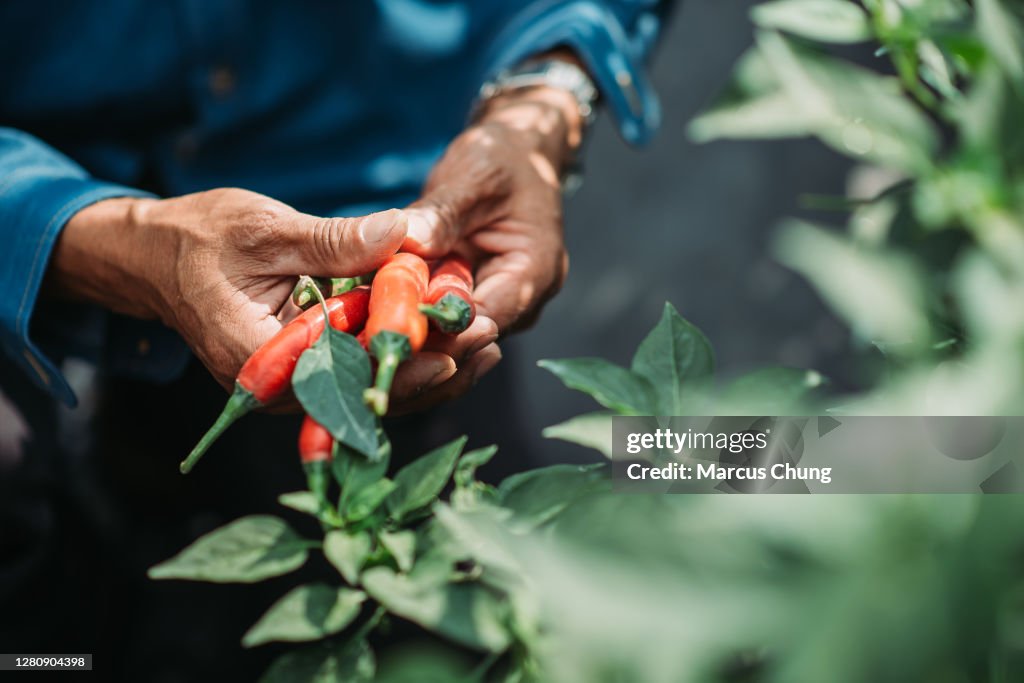 Primer plano de asiático chino medio adulto agricultor masculino ambos mano sosteniendo chile