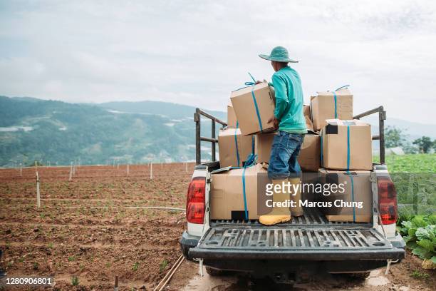 agricultor masculino asiático cargando productos recién cosechados en camión pick-up en campos de repollo - indonesian farmer fotografías e imágenes de stock
