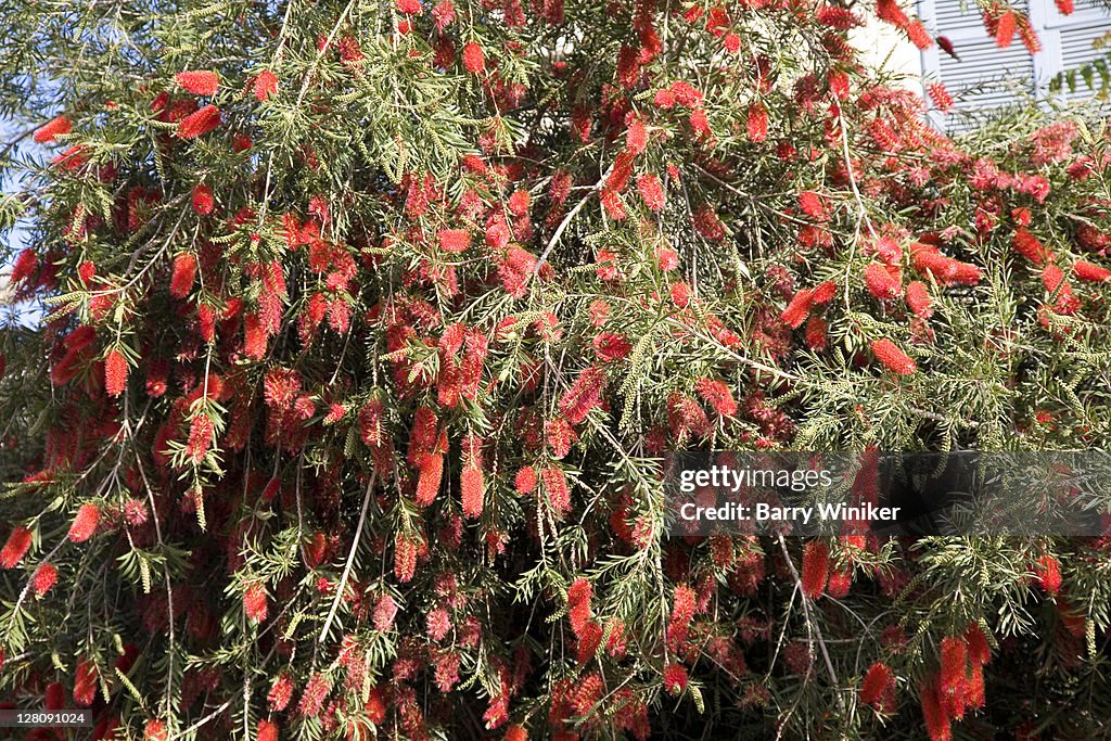 Detail of large shrub with red flowers in spring, April, in Tel Aviv, Israel