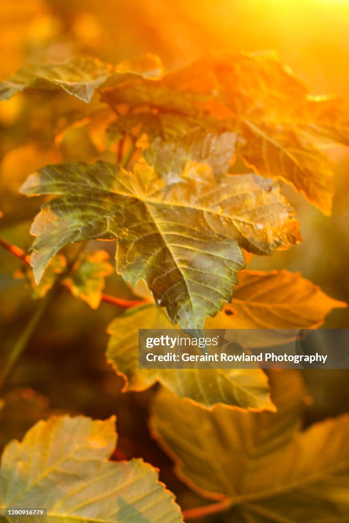 Autumn Light