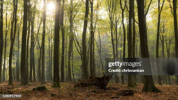 sunlight through the trees in autumn, speulderbos forest reserve, veluwe, gelderland, netherlands - veluwe stock-fotos und bilder