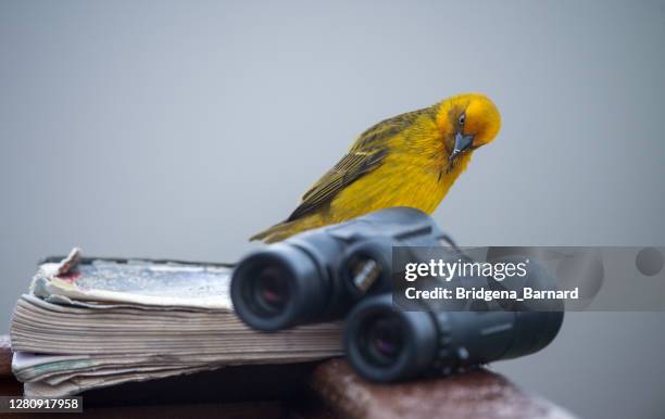 bird perched on a book next to a pair of binoculars, south africa - bird watching stock pictures, royalty-free photos & images