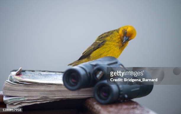 bird perched on a book next to a pair of binoculars, south africa - fågelskådning bildbanksfoton och bilder
