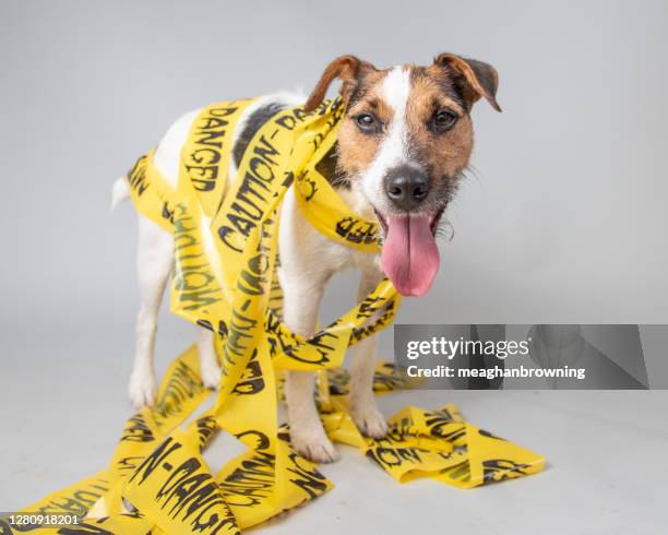 655 Funny Jack Russell Photos and Premium High Res Pictures - Getty Images 655 Funny Jack Russell Photos and Premium High Res Pictures - Getty Images